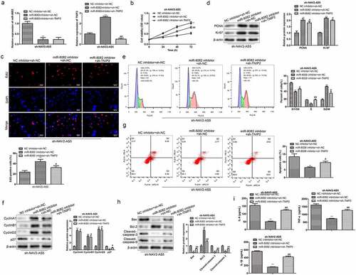 Figure 7. NAV2-AS5 modulates chondrocyte proliferation, migration and inflammat -ion via miR-8082/TNIP2 axis. (a) Relative expression of miR-8082 and TNIP2. (b) Cell viability. (c) EdU-positive cells assessed by EdU staining. (d) The protein expression of PCNA and Ki-67. (e) The cell cycle. (f) The protein expression of CyclinA1, CyclinB1, CyclinD1 and p27. (g) Cell apoptosis. (h) The protein expression of Bax, Bcl-2, Cleaved-caspase-3 and Cleaved-caspase-9. (i) The content of TNF-α, IL-1β, and IL-6. **P < 0.01, *P < 0.05, miR-8082 inhibitor+sh-NC group compared with the control group (NC-inhibitor+sh-NC), #P < 0.05, ##P < 0.01, miR-8082 inhibitor+sh-TNIP2 group compared with the control group (NC-inhibitor+sh-NC).