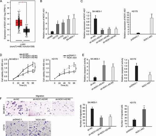 Figure 1. NCK1-AS1 was upregulated in LUSC cells and promotes proliferation and migration in vitro.