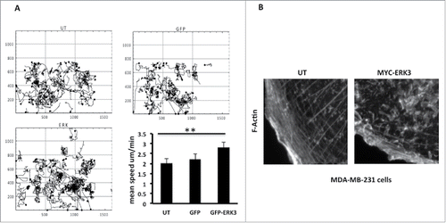 Figure 5. ERK3 has induced the MDA-MB-231 cells mobility and the actin cytoskeleton rearrangement. (A) MDA-MB-231 cells were transfected with GFP control vector or GFP-ERK3 for 24 hours. Cell images were collected using a Sensicam (PCO Cook) CCD camera, taking a frame every 5 minutes for 16 hours from each of the six wells using AQM acquisition software. Subsequently, cells were tracked using AQM tracker. Over 10 cells were tracked over six separate films from three separate experiments for each experimental condition. Mathematical analysis was then carried out using Mathematica 6.0™ workbooks (ANOVA). Mean track speeds for each condition were compared using the Student's T-test, **P ≤ 0 .005. (B) MDA-MB-231 cells were transfected with MYC-ERK3 for 24 hours, the cells were than fixed and stained with TRITC-phalloidin for F-actin, Dapi and MYC tag as required. Images of F-Actin were taken using Time-lapse microscopy. An increase of ERK3 level has an effect in F-Actin organization.