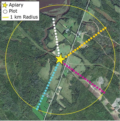 Figure 2. The layout of plots (circles) along transects surrounding an apiary within a 1-km radius.