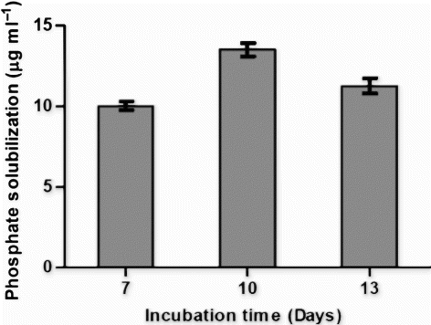 Figure 3.  Graph showing the pattern of phosphate solubilization in Pikovskaya broth up to 13 days by OG isolate. Phosphate solubilized was expressed in µg ml−1.