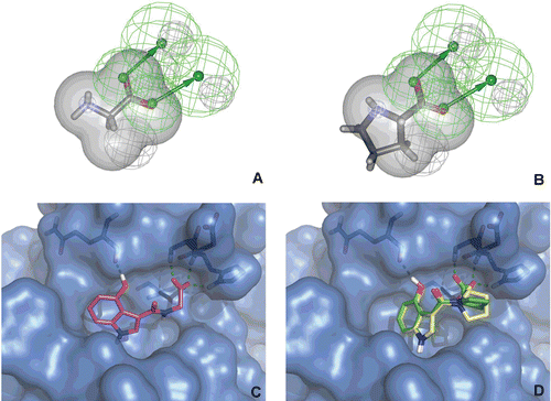 Figure 5.  Glycine (A) and proline (B) fitting the fragment-based pharmacophore. Docking poses of (C) derivative resulting from glycine and (D) derivatives resulting from proline (R and S stereoisomers).