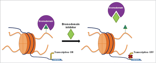 Figure 1. Overview of bromodomain inhibition. Bromodomains recognize acetylation marks in histone tails and recruit transcriptional machinery promoting target gene transcription, such as in the case of c-MYC. Bromodomain inhibitors prevent interaction between the bromodomain and the acetyl group, causing the downregulation of certain genes. Bromodomains play a key role in gene transcription regulation.