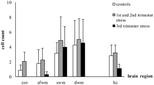 Figure 9. Effects of chronic maternal stress on developmental cell death in fetal sheep brain at 0.87 gestation. TUNEL-method of the cerebral cortex (cor), superficial white matter (sfwm), subcortical white matter (swm), deep white matter (dwm) and the CA3 region of the hippocampus (hc). Controls: n = 8, 1st/2nd trimester stress: n = 10, 3rd trimester stress: n = 10.