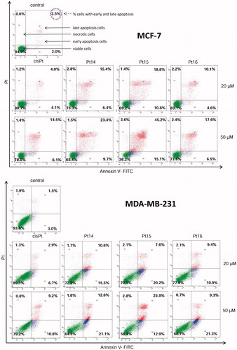 Figure 6. Flow cytometric analysis of MCF-7 and MDA-MB-231 breast cancer cells after incubation with Pt14–Pt16 and cisplatin (20 μM and 50 μM) for 24 h and subsequent staining with Annexin V and propidium iodide (PI). Dots with Annexin V−/PI − (Q3), Annexin V+/PI − (Q4), and Annexin V+/PI + (Q2) feature represent intact, early apoptotic, and dead cells, respectively. Mean percentage values from three independent experiments (n = 3) done in duplicate are presented.