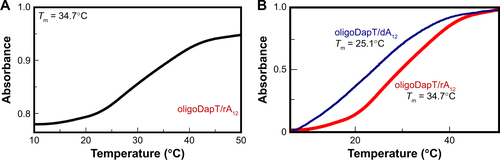 Figure S9 (A) UV melting profile for the complex formed between rA12 (4 μM) and 2.5 equiv. oligoDapT 4 in 10 mM phosphate buffer (pH = 7.5). (B) Normalized (0–1) UV melting profiles for the complexes oligoDapT/dA12 (blue) and oligoDapT/rA12 (red) formed in 10 mM phosphate buffer (pH = 7.5).Abbreviation: UV, ultraviolet.