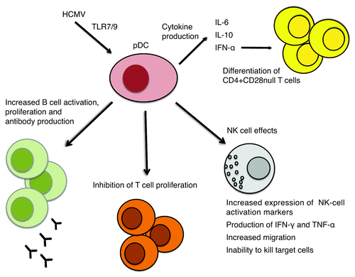 Figure 2. HCMV infects pDCs nonpermissively. Through engagement of the TLR7 and/or TLR9 pathways, HCMV induces production of IFN-α and secretion of IL-6 and IL-10. HCMV infection in pDCs has an inhibitory effect on T-cell proliferation, but triggers B-cell activation and proliferation and antibody production. HCMV infection of pDCs has a pronounced effect on NK cells: it increases expression of NK-cell activation markers, induces production of high levels of inflammatory cytokines, and increases migration, but impairs the ability to kill target cells. IFN-α production by HCMV-infected pDCs together with chronic HCMV antigen stimulation may lead to differentiation of CD4+CD28-null T cells.