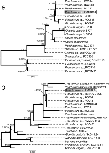 Fig. 3. Consensus phylograms inferred with Bayesian inference (BI) and Maximum Likelihood (ML) for 16S rRNA (a) and 18S rRNA gene (b). Bayesian posterior probability (BPP) and Maximum likelihood bootstrap values (BS) over 0.5/50 are indicated above branches. All taxa names consist of genus and species name, then strain (if specified in literature)