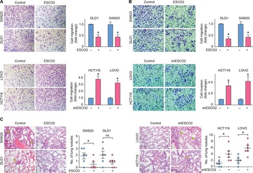 Figure 3 Schmetic of ESCO2 that suppresses cell migration and invasion in vitro and tumor metastasis in vivo.Notes: (A, B) Cells with ESCO2 overexpression (top panel) and knockdown (bottom panel) were incubated in upper chamber for 48 hours. The migrated cells were stained with 0.05% crystal violet and counted. The representative images of Transwell assays (left panel) and the fold change of cell migration (A) or cell invasion (B) (right panel) are presented. (C) The effect of ESCO2 on tumor metastasis was determined using tail vein injection model. The representative images of lung nodules (left panel) and the number of lung metastases (right panel) in each group are shown. The metastatic nodules in the lungs are indicated by yellow stars. Data are presented as mean±SEM. *P<0.05.Abbreviation: SEM, standard error of the mean.