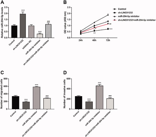 Figure 5. miR-204-5p mediates the effects of LINC01232 on ccRCC cell proliferation, migration and invasion. (A) The upregulation of miR-204-5p caused by LINC01232 silencing was reversed by miR-204-5p downregulation in Caki-1 cells (fold changes are 1.96, 0.31 and 1.10, respectively). (B–D) miR-204-5p downregulation reversed the inhibitory effects of LINC01232 silencing on Caki-1 cell proliferation, migration and invasion. **p < .01, ***p < .001 vs. Control; #p < .05, ##p < .01, ###p < .001 vs. sh-LINC01232. sh: short hairpin; NC: negative control; LINC: long intergenic non-protein coding RNA; ccRCC: clear cell renal cell carcinoma.