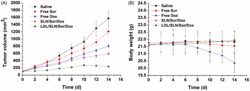 Figure 6. The tumor volume (A) and body weight (B) analysis of HepG2 tumor-bearing model after intravenous injection administration of saline, free Sor, free Dox, SLN/Sor/Dox and LDL/SLN/Sor/Dox, respectively (35 mg/kg Sor and/or 5 mg/kg Dox each mouse). Data were expressed as mean ± S.D. (n = 6).