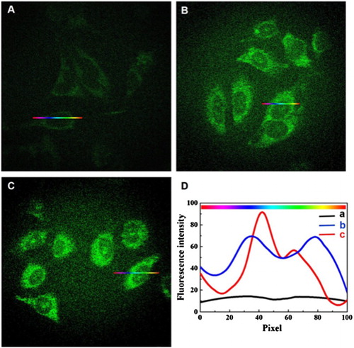 Figure 5. Fluorescence images of HeLa cancer cells which were incubated in the absence of Au/Ce NCs (A), in the presence of 50 μmol/L (B) and 150 μmol/L (C) Au/Ce NCs solutions for 24 h. (D) The fluorescence intensity variations along cross-sections a (in A), b (in B) or c (in C). Fluorescence images were collected by applying fluorescence excitation wavelength at 488 nm (Adapted with permission from Ge et al. (Citation118)).