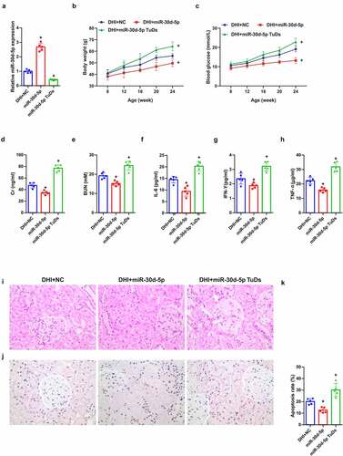 Figure 2. Overexpression of miR-30d-5p alleviates renal dysfunction in db/db mice.