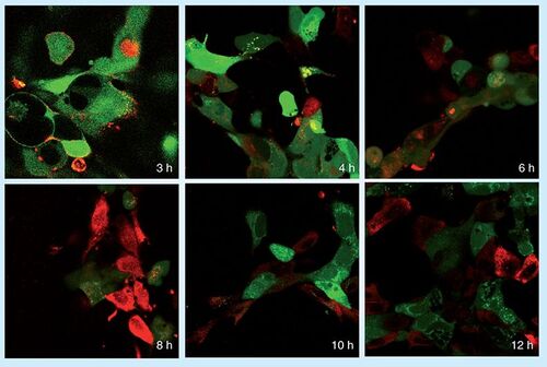 Figure 5. Time-course of intracellular delivery of siRNA by multiwall carbon nanotubes into murine PAM 212 keratinocytes.Cell viability is indicated by calcein staining (green); siGLO-RNA uptake into cells is indicated by red.