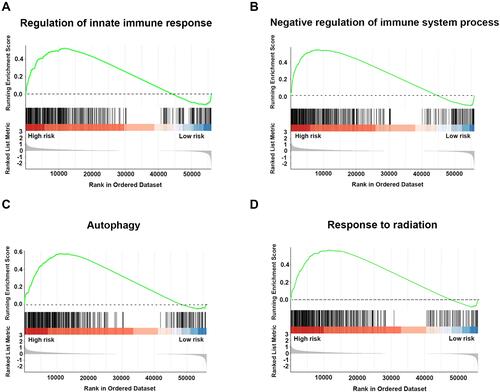 Figure 6 GSEA analysis of significantly enriched genes sets in the comparison between high-risk and low-risk groups in the training cohort. Differentially expressed gene sets in the comparison between high-risk and low-risk groups were enriched in regulation of innate immune response (A), negative regulation of immune system process (B), autophagy (C), and response to radiation (D). All p<0.01 and adjusted p<0.05.