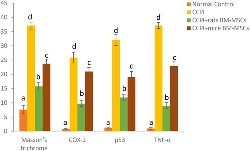 Figure 7. Figure showing area % of Masson’s trichrome, COX-2, p53, and TNF-α immunohistochemistry in all studied groups. Means, which have different superscript letters, are significantly different at p < 0.05. a,b,c,dIndicated the difference or similarity between groups.