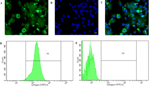 Figure 6 Chondrocyte identification through immunofluorescent staining and flow cytometry and purity determination. (A) The immunofluorescent staining of type II collagen in chondrocytes. (B) DAPI-labeled nuclei of chondrocytes. (C) Merged image of Figure (A and B). (D) The proportion of type II collagen-positive chondrocytes (98.2%). (E) The proportion of type II collagen-positive SW1353 cells (0%).