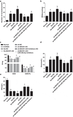 Figure 1. Downregulated BACE1-AS reduces MDA and Glu contents and elevates SOD, GSH-Px, and DA contents in the substantia nigra of PD rats. A. Number of rotations per minute of rats in each group; B. MDA content in the substantia nigra of rats in each group; C. SOD and GSH-Px contents in the substantia nigra of rats in each group; D. Glu content in the substantia nigra of rats in each group; E. DA content in the substantia nigra of rats in each group; the data in the figure were all measurement data expressed as mean ± standard deviation; a, P < 0.05 vs the normal group; b, P < 0.05 vs the oe-NC group; c, P < 0.05 vs the sh-NC group; d, P < 0.05 vs the sh-BACE1-AS+inhibitors NC group