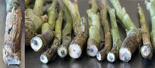 Fig. 1 Blackleg basal stem canker on canola (left) and vascular discolouration in canola stems (right).