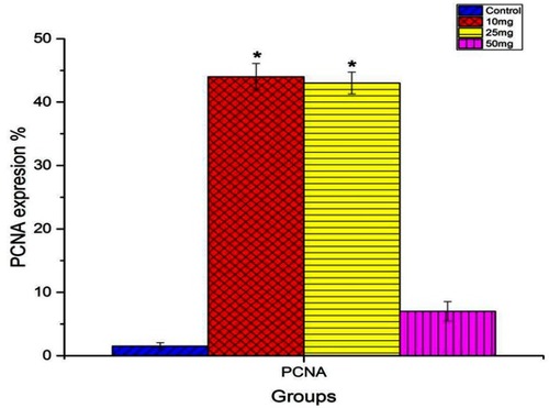 Figure 8 Image analysis of positive PCNA reactions in the spleen tissue sections in different groups. Data are represented as mean ± SEM. *Indicates significant difference from the corresponding control group at P≤0.05.