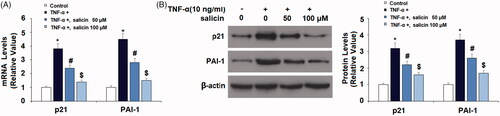 Figure 3. Salicin reduced TNF-α-caused expression of p21 and PAI-1 in HUVECs. Cells were incubated with TNF-α (10 ng/mL) or salicin (50 and 100 μM) for 48 h. (A) mRNA levels of p21 and PAI-1. (B) Protein levels of p21 and PAI-1 (*,#,$p < .01 vs. previous group).