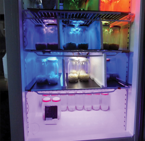 Figure 1. This study designed the culture tanks of Cordyceps militaris (CM) with various light-emitting diode (LED) compartments and settings.