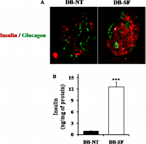 Figure 5. Effects of SFH on the pancreas. (A) Immunohistochemical observation of insulin and glucagon in pancreatic islet. (B) Insulin amount in isolated pancreatic islet. ***p < 0.001.