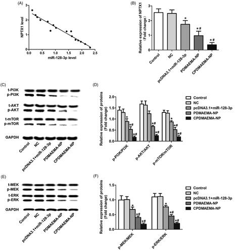 Figure 5. Increase the level of miR-128-3p signally inhibited the activity of PI3K/AKT and MEK/ERK pathway. (A) Qualitative analysis of the expressions of p-PI3K, p-AKT, and p-mTOR by Western blot assays. (B) Quantitative evaluation of the levels of p-PI3K, p-AKT, and p-mTOR through RT-qPCR experiments. (C) Western-blot analysis of the levels of p-MEK and p-ERK in HCT-15 cells after treated by various strategies. (D) The changes of expressions of p-MEK and p-ERK in HCT-15 cells quantitatively analyzed by RT-qPCR experiments. *p<.05 vs. the control group or NC group. #p<.05 vs. the pcDNA3.1 + miR-128-3p group.