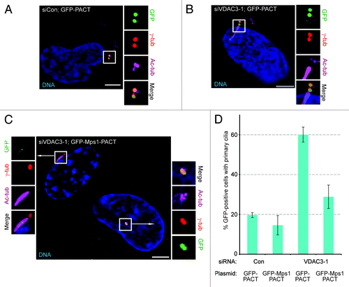 Figure 5. Targeting Mps1 to centrosomes independently of VDAC3 suppresses aberrant ciliogenesis in siVDAC3 cells. (A and D) Asynchronously growing siCon or siVDAC3-1 cells expressing GFP-PACT (green) or GFP-Mps1-PACT (green) were stained for Ac-tub to examine the presence of primary cilia. (A and B) Shown are representative images of indicated cells stained for γ-tub (red) and Ac-tub (magenta). (C) An image of a random field of siVDAC3-1 population, where the cell in the right was expressing GFP-Mps1-PACT but the cell in the left was untransfected, stained for γ-tub (red) and Ac-tub (magenta). The GFP-Mps1-PACT expressing cell does not contain a cilium while the non-expressing one contains a cilium. DNA is blue and bar = 5 μm in (A–C). (D) Percentage of GFP-positive cells with cilia, values represent the mean ± SD for three independent experiments, 100 cells counted per replicate.