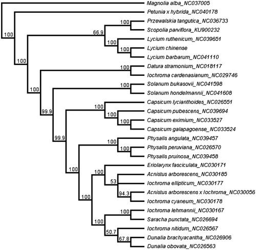 Figure 1. The neighbor-joining (NJ) phylogenetic tree based on 28 complete chloroplast genome sequences. Numbers at the right of nodes are bootstrap support values.