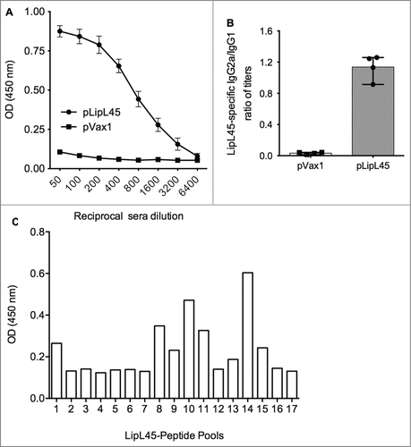 Figure 4. Measurement of anti-LipL45 specific antibody immune responses after pLipL45 vaccination. Following immunization of female BalbC mice with pLipL45 antigen specific humoral immune responses were measured. The quantitation was made one week after the final immunization. (A) Specific OD450nm ± SD values in pLipL45 and control pVax1 vaccinated mice as a function of sera dilution. (B) Ratio of antigen specific IgG2a/IgG1 levels measured in sera from pLipL45 from pVax1 vaccinated mice one week after the final immunization. The total number of mice in the analysis described for (A) and (B) above was 4. (C) Binding, measured by ELISA, sera from antibodies pLipL45 immunized mice to different LipL45 peptide pools identified a dominant MHC II LipL45 epitope.