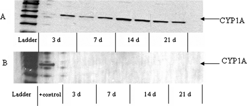 FIG. 5 Hepatic CYP1A protein induction measured by Western Blot in bluegill exposed to 1.0 μg PCB 126/g BW (A) or 50.0 μg PCB 153/g BW (B). Individual liver samples were performed in duplicate per post-injection time point. In Figure 5B, a liver sample taken from bluegill injected with 1.0 μg PCB 126/g BW and sacrificed at 14 d served as the “positive control.”