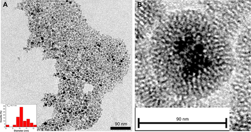Figure S1 Transmission electron microscopy characterizations of Fe3O4 nanoparticles (NPs) (A) and Fe3O4@mSiO2 NPs (B). The insert in (A) is the distribution of Fe3O4 NP size.