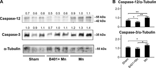 Figure 8 Cavernosal levels of apoptosis inducers caspase-12 and caspase-3 among Mn-treated mice with and without oral B401 treatment, as well as among the sham mice.