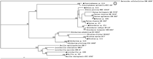 Figure 2. Phylogenetic tree of the PGPB strains isolated from the Panax ginseng based on the sequences of the 16S rRNA gene. “▴” represented the strains isolated in present study along with related sequences of type strain closely obtain from GenBank. The bootstrap was 1000 iterations and the value ≥ 50 were shown at the branching point. The bar indicated sequence divergence of 0.1 nucleotides.
