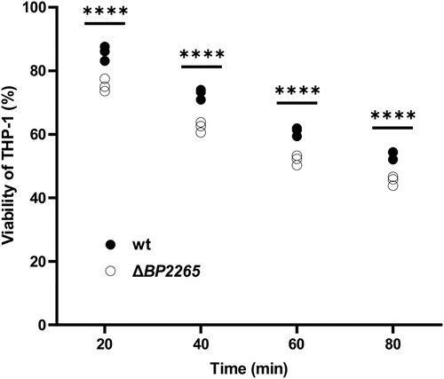 Figure 6. Viability of THP-1 macrophages infected with ΔBP2265 mutant is reduced compared to the wt strain. THP-1 macrophages were infected in triplicate with the wt strain and the ΔBP2265 mutant at MOI of 50 bacteria per macrophage. Infection was initiated by addition of WST-1 reagent and centrifugation of bacterial cells to facilitate the interaction with macrophages. During infection, A450 of samples, which is proportional to cell viability, was determined 20, 40, 60, and 80 min post-infection using multi-well spectrophotometer (Biotek). The absorbance of uninfected cells treated in the same manner was arbitrarily set to 100%. The dot plot shows the individual data points, and the labels above indicate statistical significance. Statistical analysis was performed using a two-way ANOVA test for multiple comparisons (Sidak´s test); ****, p-value < 0.0001. The result is representative of three independent experiments.