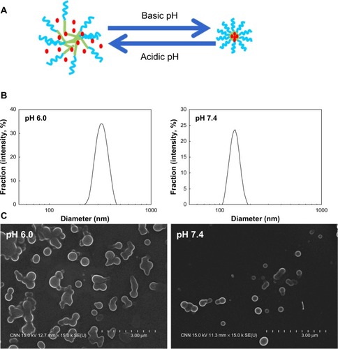 Figure 2 Schematic illustration of changes in particle size by pH variations (A). Typical particle size distribution of DexPHS-1 nanoparticles at pH 6.0 and pH 7.4 (B). Morphologic observation of DexPHS-1 nanoparticles according to pH variation (C).Abbreviation: DexPHS, dextran-b-poly(L-histidine).