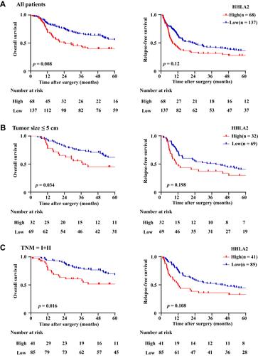 Figure 3 The impact of HHLA2 expression on the OS and RFS of HCC patients. (A) The impact of HHLA2 expression on OS and RFS were calculated using the Kaplan-Meier method and analyzed using a Log rank test. (B) The impact of HHLA2 expression on OS and RFS were calculated in patients with tumor size ≤ 5 cm. (C) The impact of HHLA2 expression on OS and RFS were calculated in patients with TNM I and II.