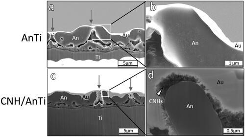 Figure 4. Cross-section FE-SEM images of (a) AnTi, (b) high-resolution image corresponding to the white box in (a), (c) CNH/AnTi prepared with an applied voltage of 300 V for 180 s, and (d) high-resolution image corresponding to the white box in (c). The voltage and duration time of anodisation were 300 V and 180 s, respectively. Labels indicate areas comprising anodised titanium porous layer (An); titanium layer (Ti); and vapour deposition gold layer (Au). White arrowhead: CNHs. Grey arrows: micropores of anodised titanium porous layers.