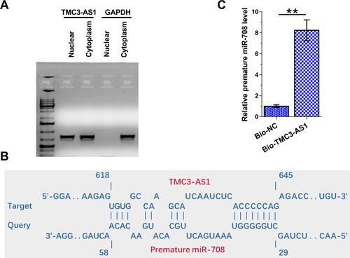 Figure 3 Subcellular location of TMC3-AS1 in osteoblasts and the direct interaction between TMC3-AS1 and premature miR-708. The subcellular location of TMC3-AS1 in osteoblasts was analyzed with Subcellular fractionation assay (A). The direct interaction between TMC3-AS1 and premature miR-70 was predicted by IntaRNA 2.0 (B) and confirmed by RNA-RNA pulldown assay (C). **, p < 0.01.