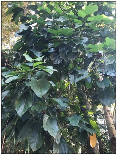Figure 1. Firmiana hainanensis Kosterm., a commercially valuable endemic tree species in China. The photo was taken at the South China Botanical Garden, Guangzhou, China.