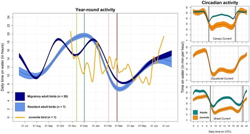 Figure 2. Daily resting time year-round (left-hand panel) and circadian activity (right-hand panels) of one juvenile and 33 adult Cory’s Shearwaters. Estimates of daily time on the water are plotted separately for each migratory strategy of adults (resident in light blue and migratory in dark blue), and for the juvenile bird (orange). For the curves of adult daily activity budgets, the solid lines correspond to the mean for each treatment group estimated using GAMMs and the coloured regions around the means show the associated 95% confidence intervals. The juvenile activity is represented by a smoothed curve. As references, coloured lines corresponding to average dates of the main phenological events estimated for those migratory adult birds are also plotted in the background: onset of the outward migration (light green), start of the wintering period (dark green), onset of the return migration (pink), and staging in the breeding ground (dark red). Circadian resting activity of the juvenile shearwater (in orange) in the three specific areas used by the bird: the Canary Current (25 days), the Equatorial Atlantic Current (59 days), and the Brazil Current (182 days). Circadian activity is also modelled using GAMMs and shown as time spent on the water. For reference, we plotted (when available) adult activity in those respective areas (in blue). Note that juvenile and adult activity do not represent the same periods of the annual cycle. Vertical lines correspond to mean of daily sunrise and sunset timings of each dataset (in light and dark grey for the juvenile and adults, respectively).