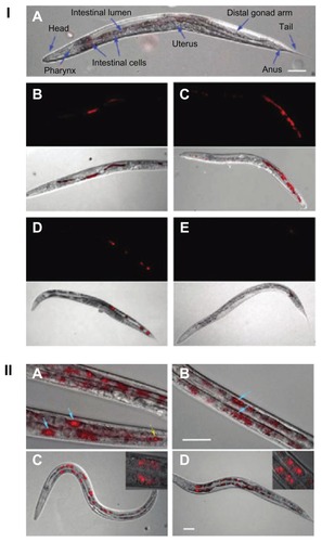 Figure 10 (I) Images of Caenorhabditis elegans: (A) an untreated worm with labeled organ morphology; worms after oral administration of bare nanodiamonds (NDs) for (B) 2 hours and (C) 12 hours; worms fed with bare NDs for 2 hours with subsequent administration of Escherichia coli for (D) 20 minutes (E) and 40 minutes. (B–E) upper show epifluorescence images; lower show epifluorescence and differential interference contrast merged images. (II) Epifluorescence and differential interference contrast merged images of Caenorhabditis elegans: worms after oral administration of (A) dextran-conjugated NDs, (B) bovine serum albumin-conjugated NDs, and worms exposed to Escherichia Coli after administration of (C) dextran-conjugated NDs and (D) bovine serum albumin-conjugated NDs.Notes: Blue arrows indicate internalization of NDs in intestinal cells; yellow arrow indicate localization of NDs in lumen of worm.Reprinted with permission from: Mohan N, Chen CS, Hsieh HH, Wu YC, Chang HC. In vivo imaging and toxicity assessments of fluorescent nanodiamonds in Caenorhabditis elegans. Nano Lett. 2010;10(9):3692–3699.Citation142 Copyright (2010) American Chemical Society.