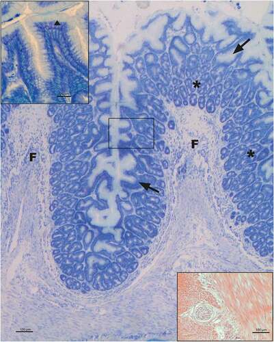Figure 2. Morphology of rainbow trout fundic portion of stomach at optical level. Toluidine blue staining shows the simple columnar epithelium that deepens to form the gastric pits (↑); on the floor of these, tubular gastric glands open (*). Nor lining epithelium (▲) neither gastric pits show metachromatic behavior (see enlarged upper left corner). Between the two muscular tunica layers a nervous net with ganglia is present (down right corner; hematoxylin-eosin stained). F = folds
