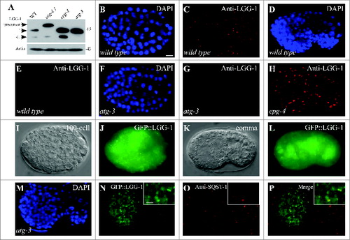 Figure 2. LGG-1 pattern during embryogenesis. (A) LGG-1 precursor, LGG-1-I (unlipidated form) and LGG-1-II (lipidated form) in wild-type and atg-4.1, epg-4 and atg-3 mutant embryos. (B–E) LGG-1 forms punctate structures at the ∼100-cell stage ((B)and C), but these structures disappear at the comma stage in wild-type embryos ((D)and E). ((B)and D) DAPI images of the embryos shown in ((C)and E), respectively. ((F)and G) LGG-1 puncta are absent in atg-3 embryos. (F) DAPI image of the embryo shown in (G). (H) LGG-1 accumulates into enlarged cluster-like structures in epg-4 embryos. (I–L) GFP::LGG-1 is largely diffuse in the cytoplasm with some punctate structures. ((I)and K) DIC images of the embryos shown in ((J)and L), respectively. (M–P) GFP::LGG-1 forms aggregates in atg-3 mutant embryos, which colocalize with SQST-1 aggregates. Inserts show magnified views. (M) DAPI image of the embryo shown in (N–P). Scale bar: 5 μm (B-P); 2.5 μm (inserts in N–P). C. elegans embryos remain the same size during embryogenesis. Thus, the scale bar is only shown once in each figure.