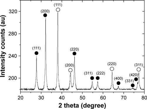 Figure 8 X-ray diffraction pattern of the nanoparticles from Selaginella myosurus; ○ represents silver nanocrystallites and ● represents silver chloride nanocrystallites.