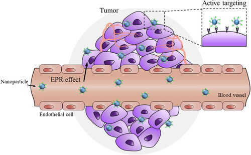 Figure 1. Tumor-targeted drug delivery via EPR effect and ligand-recognition. Nanoparticles can be accumulated more in tumors than in normal tissues due to leaky tumor vasculatures and poor lymphatic drainage of tumors (EPR effect). While passive targeting is based on EPR effect, active tumor targeting is based on the selective interaction of ligand-coated nanoparticles with specific receptors overexpressed in tumor cells. The extent and intensity of EPR effect in human tumors is highly debated and active targeting is preferred for tumor-selective drug delivery.