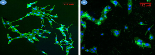 Figure 13. Fluorescence microscopic images revealing the morphology of human osteoblast-like MG-63 cells, while cultured on complex 1 (A) and complex 2 (B) for 6 h.Note: DAPI staining shows a single, round cell nucleus for each cell (stained in blue), and FITC staining shows the cytoplasm (stained in green).