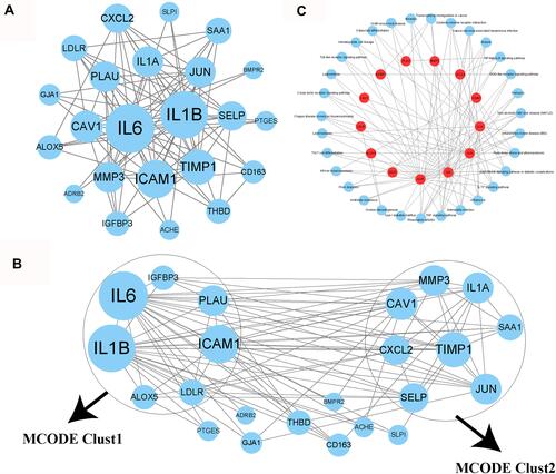 Figure 6 Analysis of interactions among 26 COVID-19 target genes. (A) A PPI network among the 26 genes. Higher dot size indicates more interactions with other genes. (B) Three groups (clust1, clust2 and genes outside clusters) identified by MOCODE. (C) Enrichment analysis of genes in clust1 and clust2. Red indicates genes in clust1 and clust2. Blue dots indicate enriched KEGG pathways.