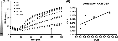 Figure 5. Oxygen consumption and radioresistance of WT, MD, Hela, SCC90 and SCC154 cell lines. (A) Oxygen consumption measured by fluorometry. The oxygen-sensitive probe fluorescence decay (lifetime in μs) is inversely correlated to oxygen concentration in the wells. The arrow illustrates the time point at which cells were irradiated (0–2–4 Gy). (B) Oxygen enhancement ratio (OER) was calculated as the ratio between survival fraction for hypoxic cells (closed wells)/aerobic cells (open wells) through a linear quadratic model and was then correlated to oxygen consumption rate (OCR). Spearman's correlation coefficient = 0.77.